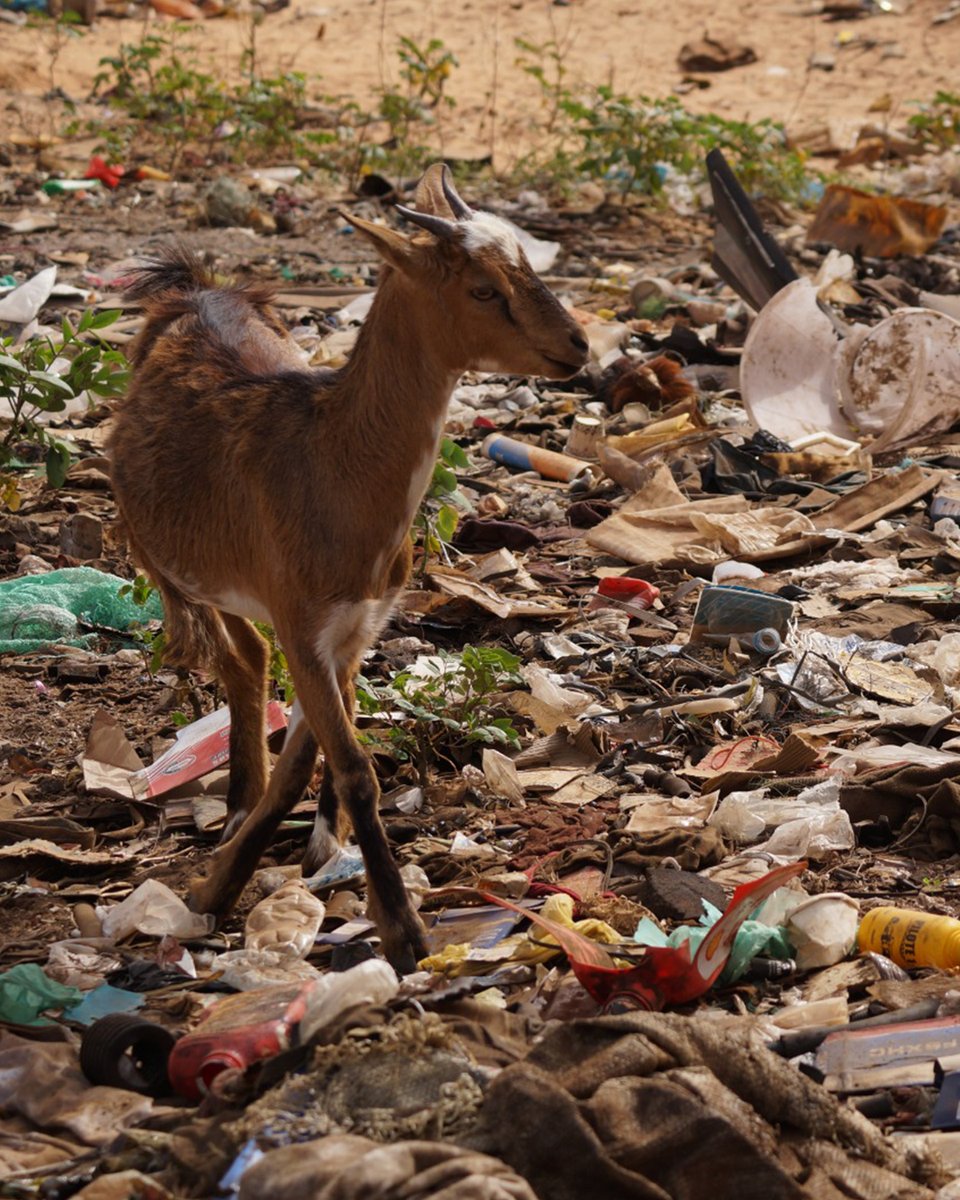 Uno de los mayores problemas detectados en nuestra primera visita es la insalubre situación de la calle y el entorno que le rodea. La basura se acumula y convive día a día con la población humana y animal. Una buena gestión de los residuos es vital para mejorar sus vidas.