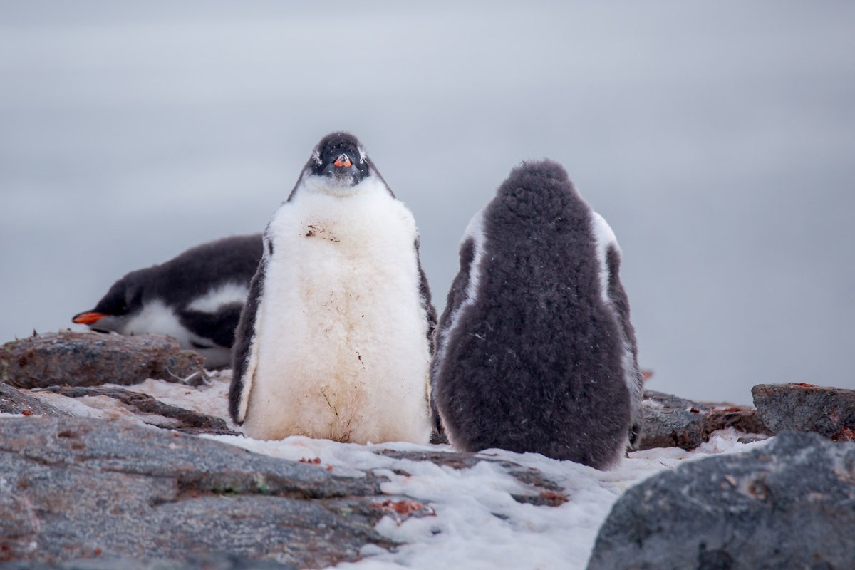 I'm working on a project that requires me to go back through my Polar trips.

I figured it would be fun to share my 'new' finds with you.

Besides ... penguins!

#penguins #Antarctica #withmytamron #Shotoncanon