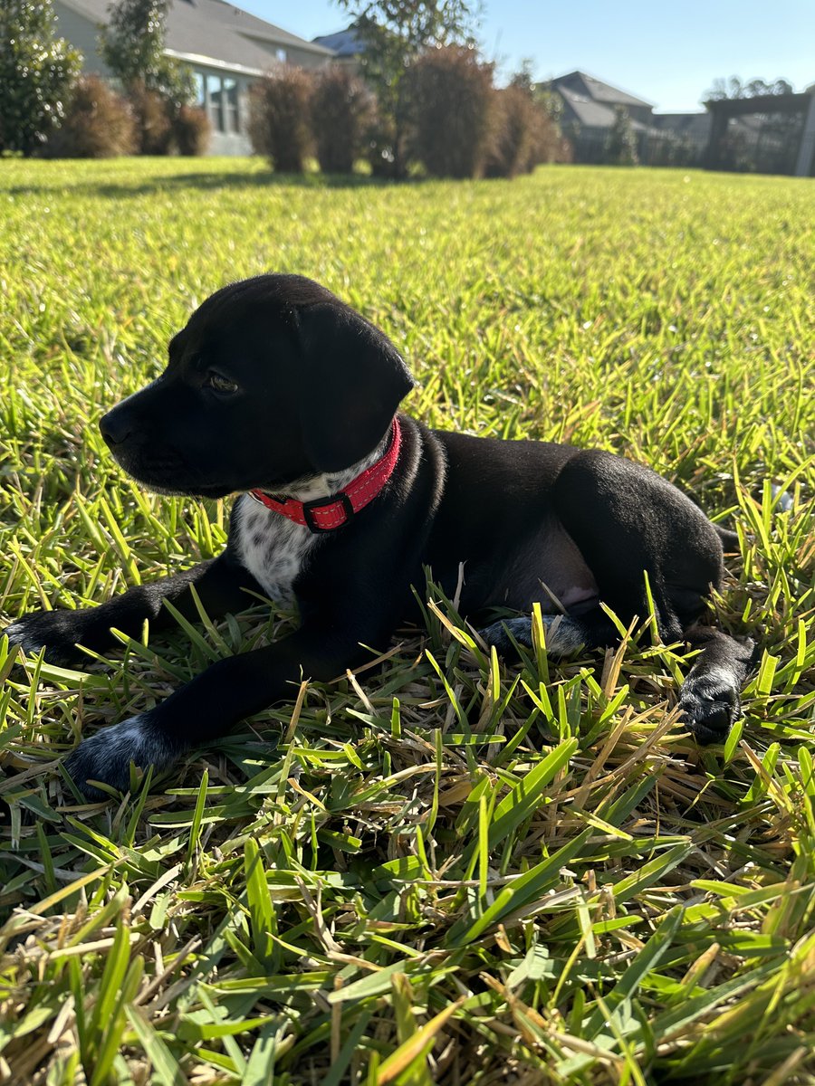 Gm from Luffy, touching some grass this morning☀️
