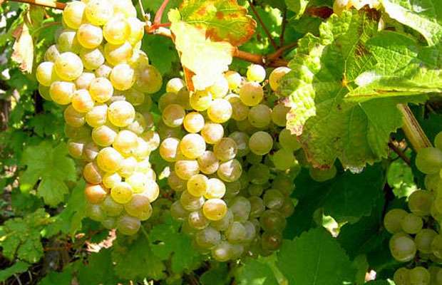 wine_school's tweet photo. International Newsletter - https://t.co/6Vw9DNI3Tk - Wine tastings online and in-person - April to June 2023 https://t.co/9tmBoR5xvx
