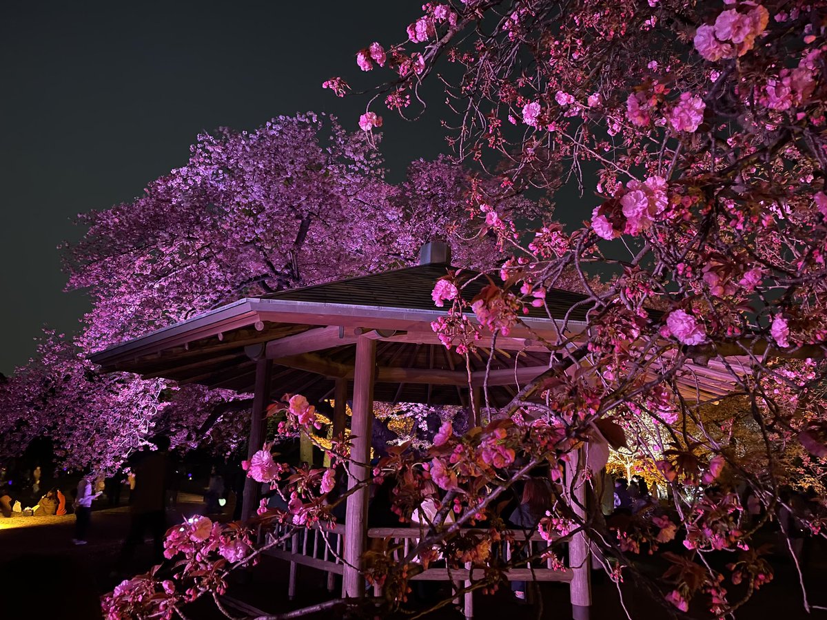 Mi____o_____'s tweet photo. 🌸 https://t.co/Lq0rNu3ma7