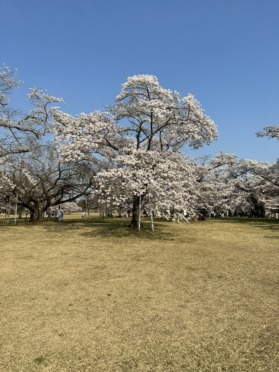 MissSLBishop's tweet photo. Japan, day 2: bullet trains and blossom🌸 https://t.co/8NP44cVgB6