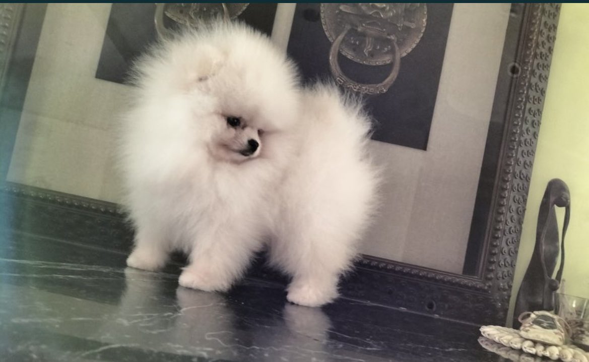 PuppyFindEurope's tweet image. 🐾🐶❤️ Can we just take a moment to appreciate the cuteness of Pomeranian puppies? 😍🥰 #PomeranianLove #PuppyCuteness #FluffOverload 🐾🐶❤️