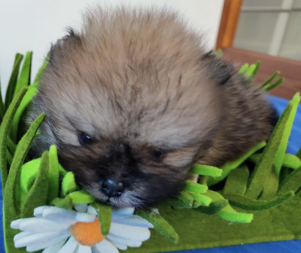 PuppyFindEurope's tweet image. 🐾🐶❤️ Can we just take a moment to appreciate the cuteness of Pomeranian puppies? 😍🥰 #PomeranianLove #PuppyCuteness #FluffOverload 🐾🐶❤️