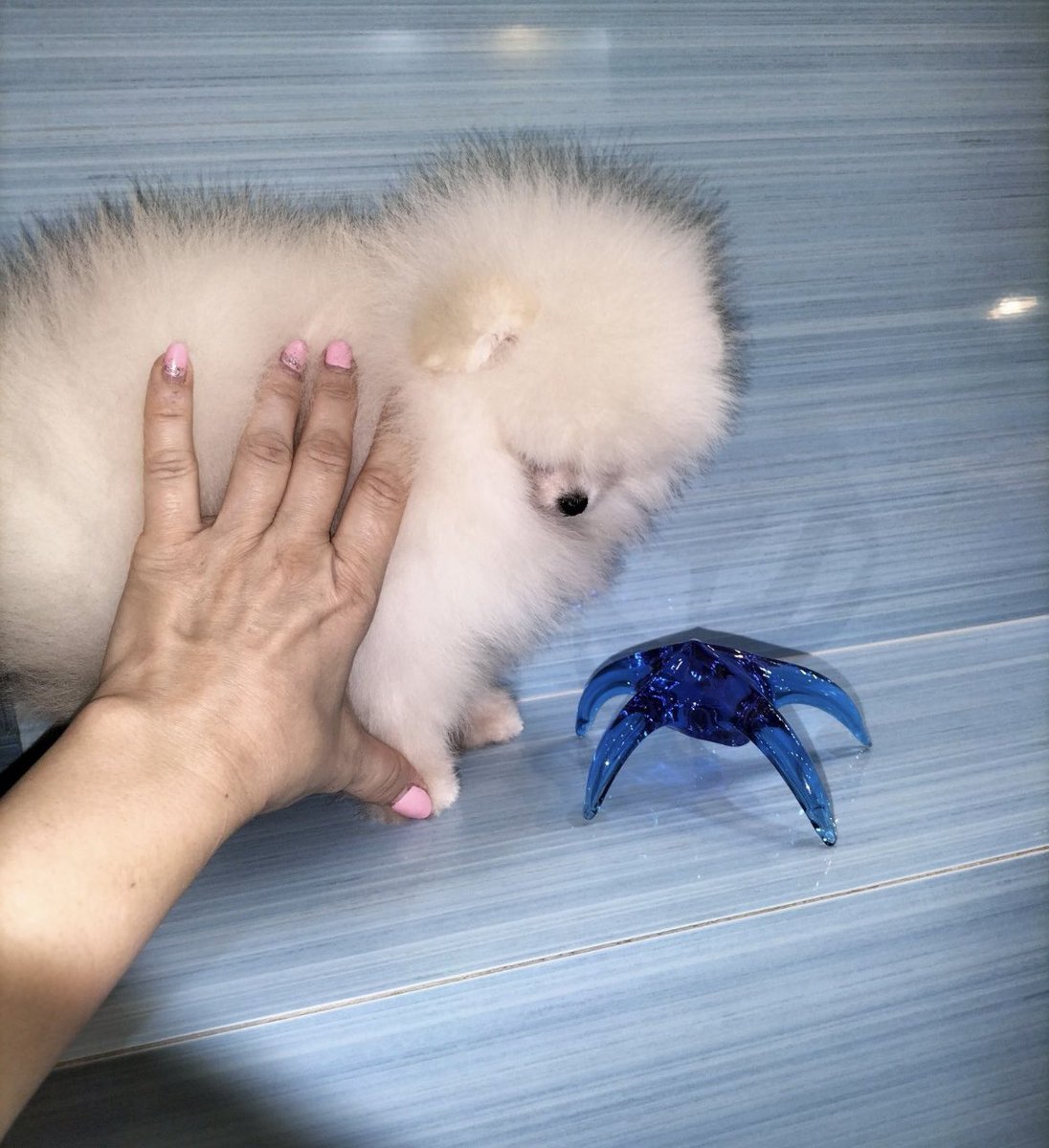 PuppyFindEurope's tweet image. 🐾🐶❤️ Can we just take a moment to appreciate the cuteness of Pomeranian puppies? 😍🥰 #PomeranianLove #PuppyCuteness #FluffOverload 🐾🐶❤️