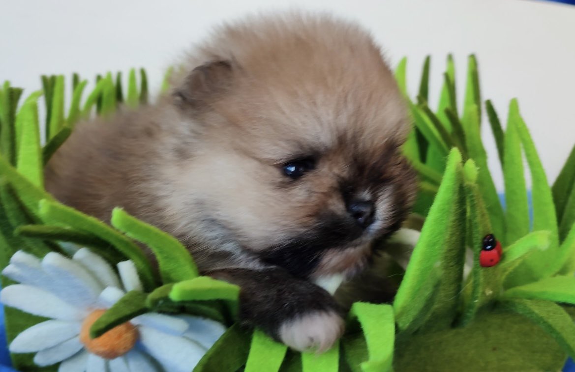 PuppyFindEurope's tweet image. 🐾🐶❤️ Can we just take a moment to appreciate the cuteness of Pomeranian puppies? 😍🥰 #PomeranianLove #PuppyCuteness #FluffOverload 🐾🐶❤️