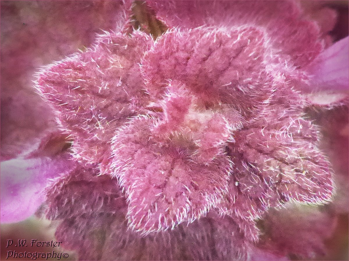 paul230156's tweet photo. RED Dead Nettle
@teesbirds1 @WhitbyNats @Natures_Voice @wildlife @clevelandbirds @teeswildlife @DurhamBirdClub @TeesmouthNNR @RSPBSaltholme @YWT_North @NTBirdClub #7dmk2 @BOTANIST_01 @RoyalBotanical #Botany2023 #plants
#Arible https://t.co/inL5vx43UK