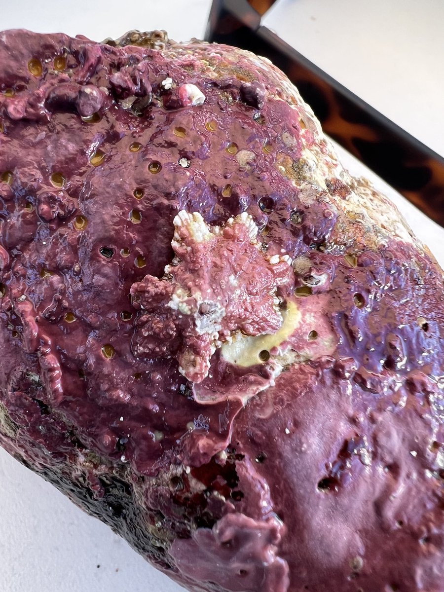 Lisa Kirkendale (@kirkendalelisa) on Twitter photo Gorgeous 💖 coralline algae encrusted boulders during #WudjariEsperanceBushBlitz in Recherche Archipelago- but can you 👀 the mollusc? <a href="/wamuseum/">Western Australian Museum</a> <a href="/Parks_Australia/">Parks Australia</a> <a href="/minderoo/">Minderoo Foundation</a> <a href="/BushBlitz2/">Bush Blitz</a> Gorgeous 💖 coralline algae encrusted boulders during #WudjariEsperanceBushBlitz in Recherche Archipelago- but can you 👀 the mollusc? <a href="/wamuseum/">Western Australian Museum</a> <a href="/Parks_Australia/">Parks Australia</a> <a href="/minderoo/">Minderoo Foundation</a> <a href="/BushBlitz2/">Bush Blitz</a>
