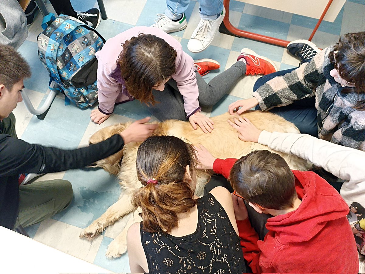 Surprise ce matin pour les élèves de 5ème qui ont accueilli <a href="/F3PoitouChtes/">France 3 Poitou-Charentes</a> pendant leur cours, pour présenter le projet de médiation animale mis en place dans l'établissement. Les élèves et leur professeur ont répondu aux questions, devant Joy, la Golden retriever de M. Seignon.