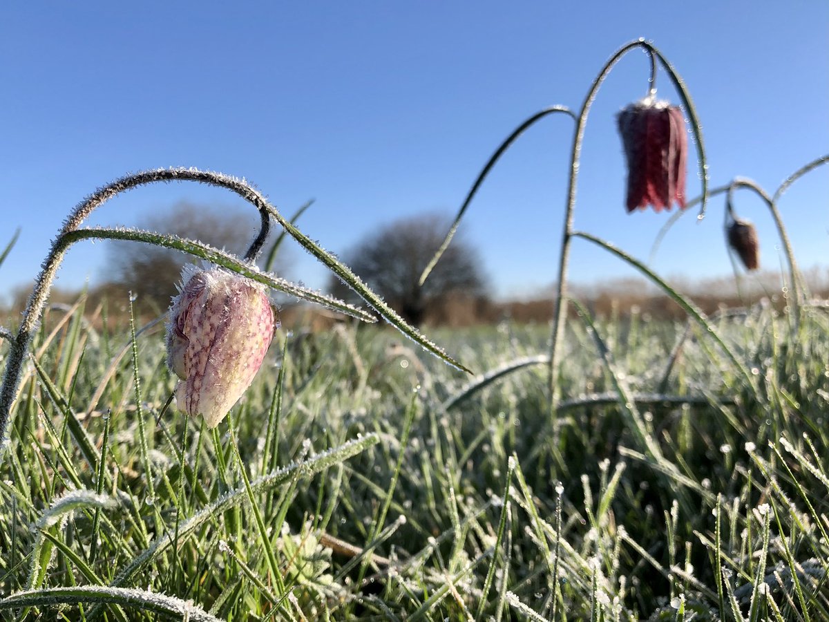 Little frosty treasures this morning #fritillaries #IffleyMeadows