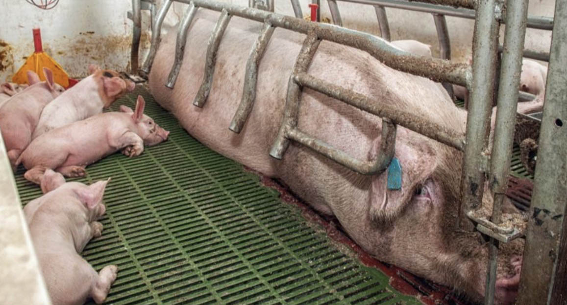 SteveMcCVet's tweet photo. Winchester Expert Joins Calls for Ban on Pig Farrowing Crates - my speech at #TheCrateEscape Parliament reception 🐷🐷
'The British pig industry has pulled the wool over the Government's eyes. Piglet mortality is a smokescreen for low cost production'
https://t.co/OqA2WN8svp https://t.co/wuSWn5LMkB