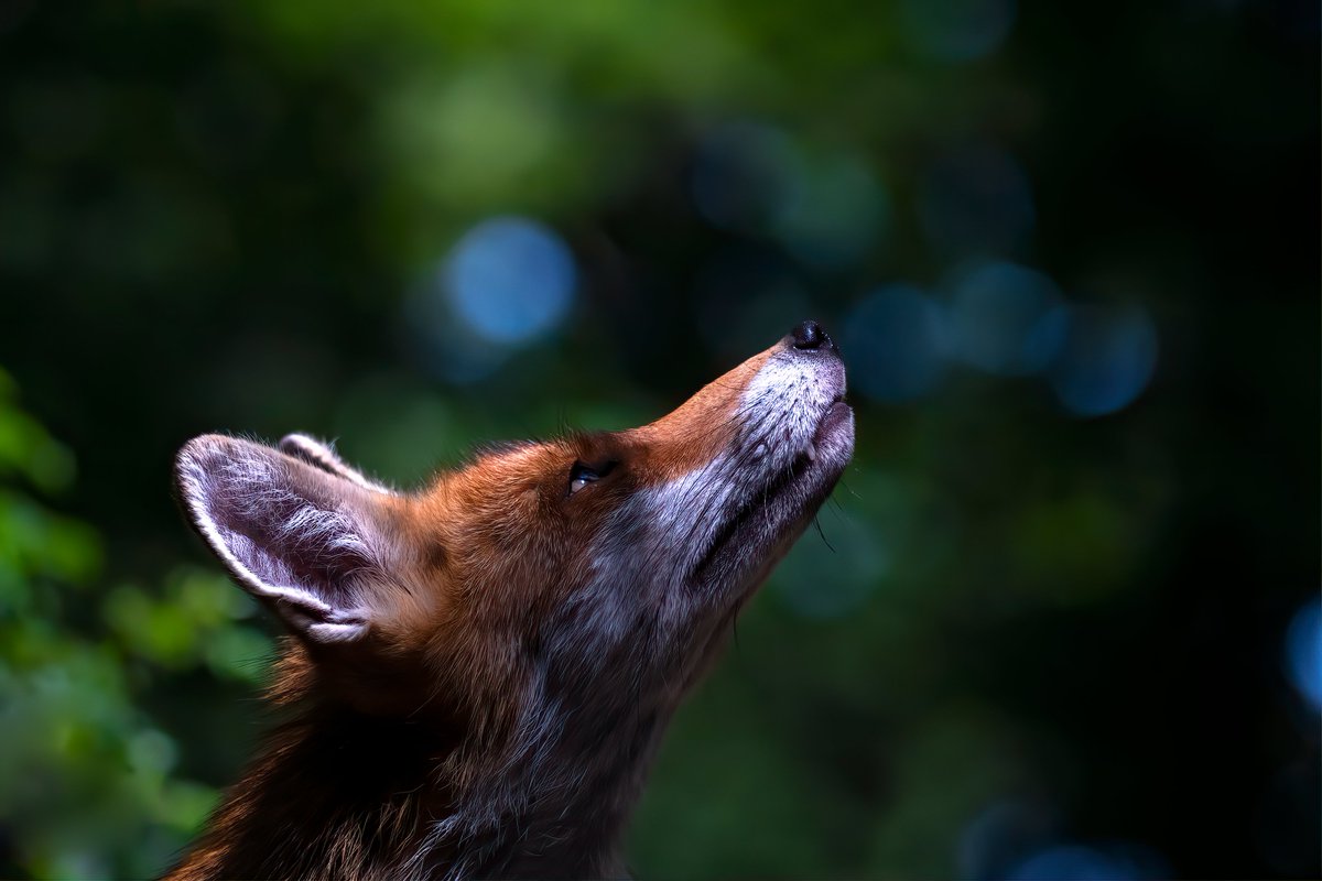 Hun_Nat_Museum's tweet photo. Magical Hungary 2022 Nature Photography Awards Ceremony
Best nature photographer to receive the Grand Prix of the 14th Magical Hungary Contest in the Hungarian National Museum on April 4th. The Awards Ceremony will also be the opening of the exhibition. https://t.co/tZx8BfZXxi