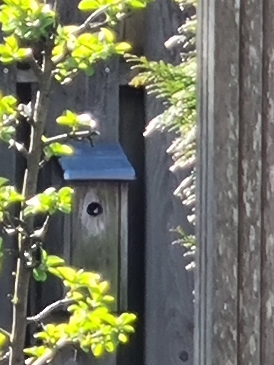 Kaat_Rd's tweet photo. Er wordt druk 'getimmerd', gehamsterd en gevlogen in onze tuin. Het koolmeesje heeft ons vogelhuisje verkozen om een gezin te stichten. Binnenkort beschuit met muis.
Wordt vervolgd....
#lentekriebels #lente #tuinwekzaamheden #genieten #eindelijkzon https://t.co/qPAhgrgBdl