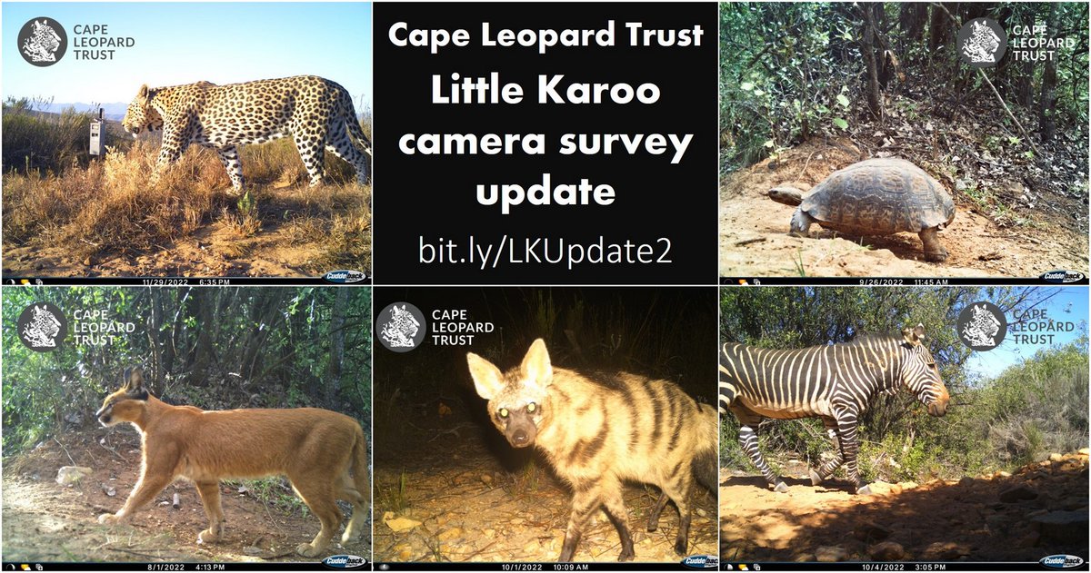 #TrailcamTuesday ~ #cameratrapping in the #LittleKaroo🐆 Read below for an update on our recent @Cape_Leopard Trust Klein Karoo #camerasurvey 🐾
bit.ly/LKUpdate2

@CapeNature1 | @WildIDApp | @ACWildbook 
#CapeLeopardTrust #CapeNature #FordWildlife #LCCSA #LeopardResearch