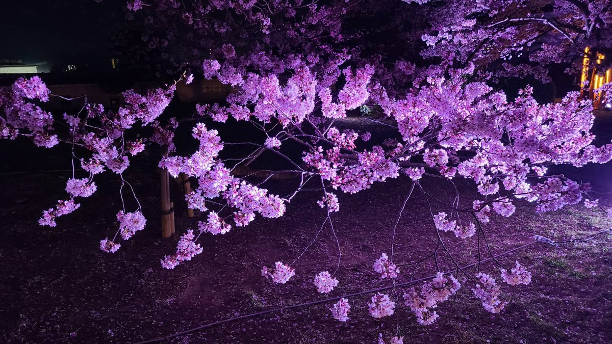 🌃🌸夜桜会🌸🌃🌸桜の輝き🌸🌃
