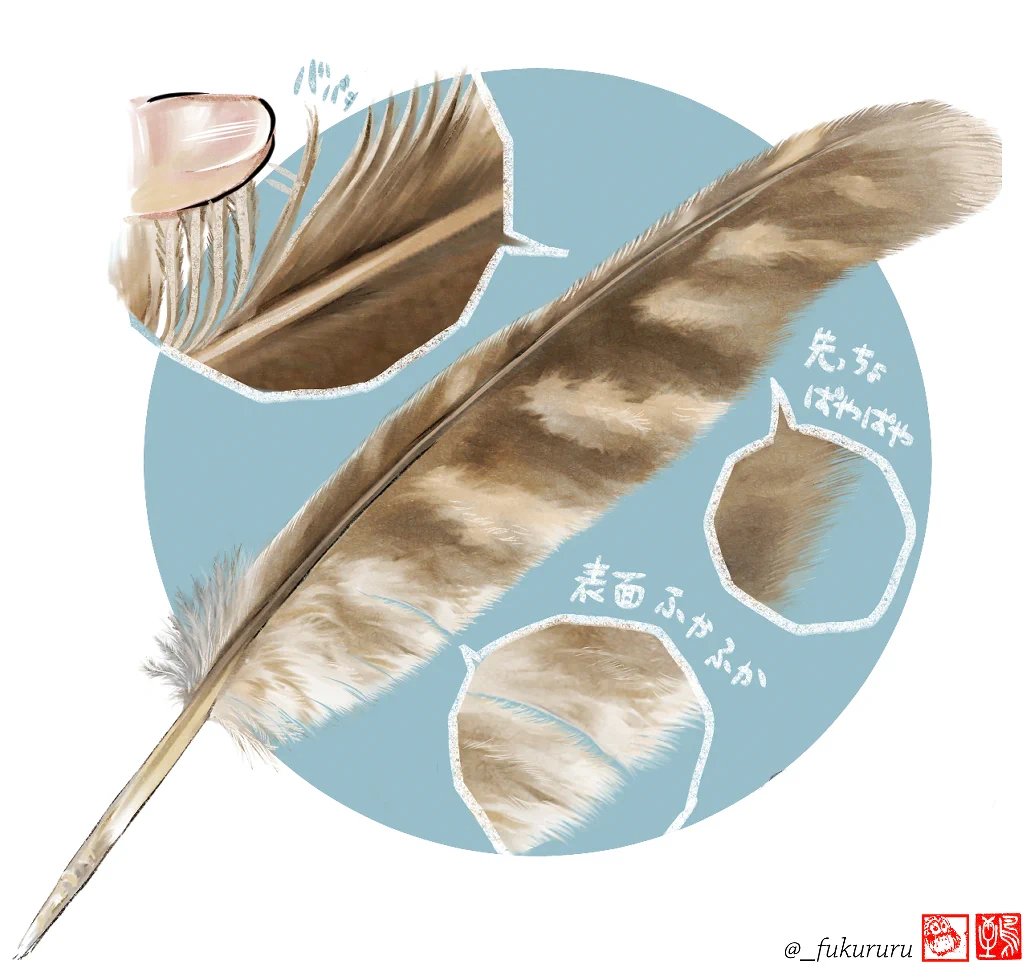 フクロウの羽根　優しい羽根　ふわふわな羽根 Fs3I4AXaEAItxdY?format=webp&