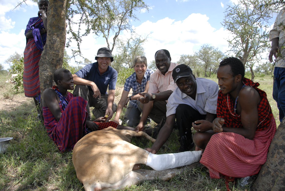Sarah Cleaveland (@cleavelandsarah) on Twitter photo It's hard to express our profound loss following the death of Prof Rudovick Kazwala <a href="/SokoineU/">Sokoine University of Agriculture (SUA)</a>. A genuine world-leader in #OneHealth, extraordinary supervisor, wise mentor, supportive colleague and wonderful friend. Here centre of photo treating a cow with broken leg @AO_ASPIRE It's hard to express our profound loss following the death of Prof Rudovick Kazwala <a href="/SokoineU/">Sokoine University of Agriculture (SUA)</a>. A genuine world-leader in #OneHealth, extraordinary supervisor, wise mentor, supportive colleague and wonderful friend. Here centre of photo treating a cow with broken leg @AO_ASPIRE