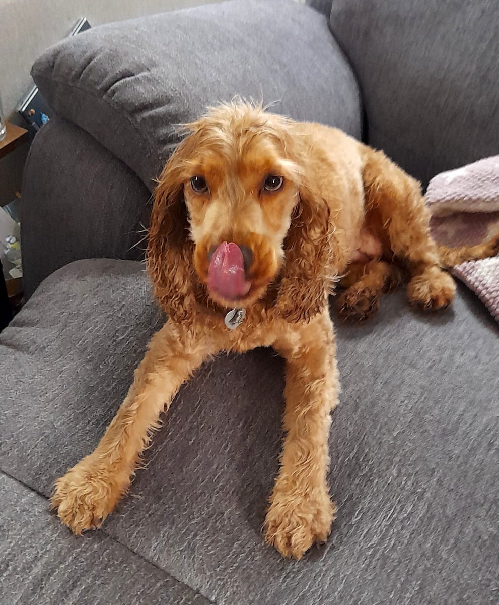 Chewy & Willow tweet media