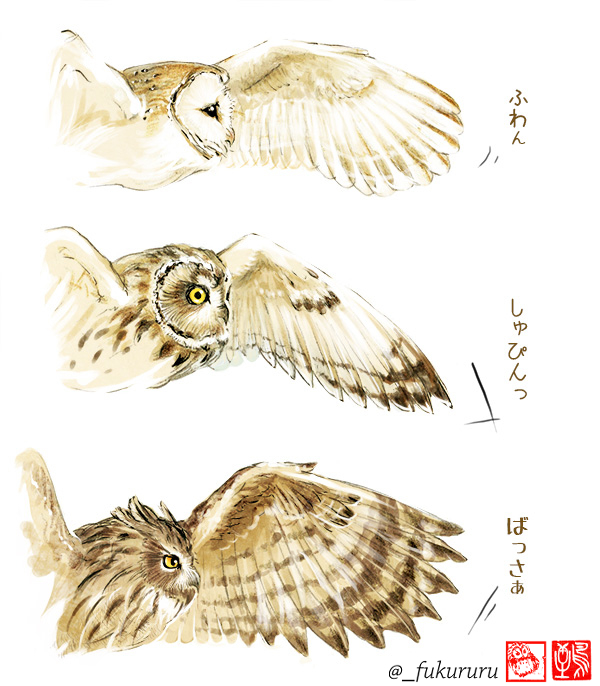 フクロウならではの羽根感描けたから見てみてする
鳥の風切羽根って意外とつるつるしてるけど、フクロウは極上のビロードな手触り🦉 