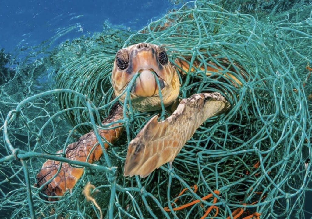 رمي البلاستيك على الشواطئ وفي البحار خطر على حياة الكائنات البحرية وتلوث البيئة البحرية وتعود أضرارها على صحة الإنسان. 
جمعية صون الطبيعة في محافظة ظفار (ق - ت) 
تدعو الجميع إلى الحفاظ على نظافة البيئة البحرية.