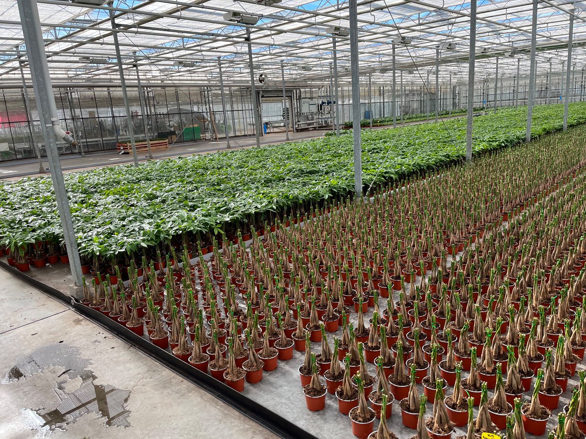 All this week I am in the Netherlands, hosted by <a href="/BayerCropNL/">Bayer Crop Science NL</a> as we visit growers and discuss how they are getting the best out of #FLiPPER So far we have seen growers of ornamentals and pot plants which are delivered across Europe!