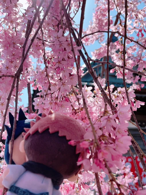 【お花見②】花よりめぐの宿様 