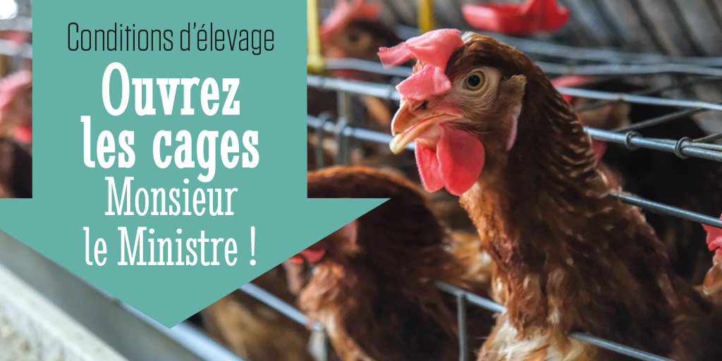 OABA (@oaba_off) on Twitter photo 🚨 Chaque année, 300 millions d'animaux d'élevage sont emprisonnés dans des #cages en Europe.
🐇🐔🐷
❌ M. le ministre de l'Agriculture <a href="/MFesneau/">Marc Fesneau</a> : soutenez l'UE pour mettre fin à l'élevage en cage en Europe et en France ! 🇪🇺 🇫🇷
#RévisionBEA 🚨 Chaque année, 300 millions d'animaux d'élevage sont emprisonnés dans des #cages en Europe.
🐇🐔🐷
❌ M. le ministre de l'Agriculture <a href="/MFesneau/">Marc Fesneau</a> : soutenez l'UE pour mettre fin à l'élevage en cage en Europe et en France ! 🇪🇺 🇫🇷
#RévisionBEA