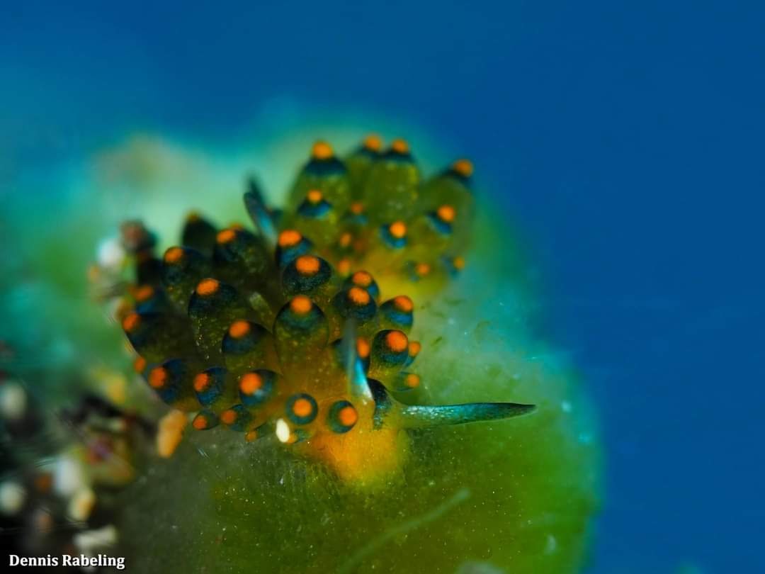 This tiny #nudibranch (Stiliger llerae) we can find in shallow waters. It feeds and reproduces on the seaweed species Codium afhaerens. 🐌 It is a species at the moment only found on the #Canary Islands and Savage Islands. 
#eurodiverslanzarote