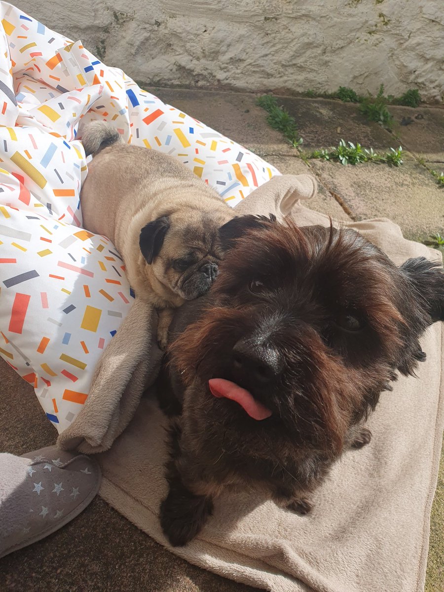 ksurr76's tweet photo. Bit of a #tongueouttuesday whilst me bruvver uses me booty as a pillow for his sun puddle snooze!#dogsoftwitter https://t.co/nP97x1Md7D