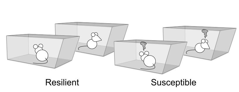 Sometimes when working with rat models of depression, researchers find that some rats seem to respond to a stressor by becoming depressed; others don't. But why is it often a bad idea to divide your rats into susceptible and resilient ones? 🤷‍♂️ New preprint below. Mini 🧵