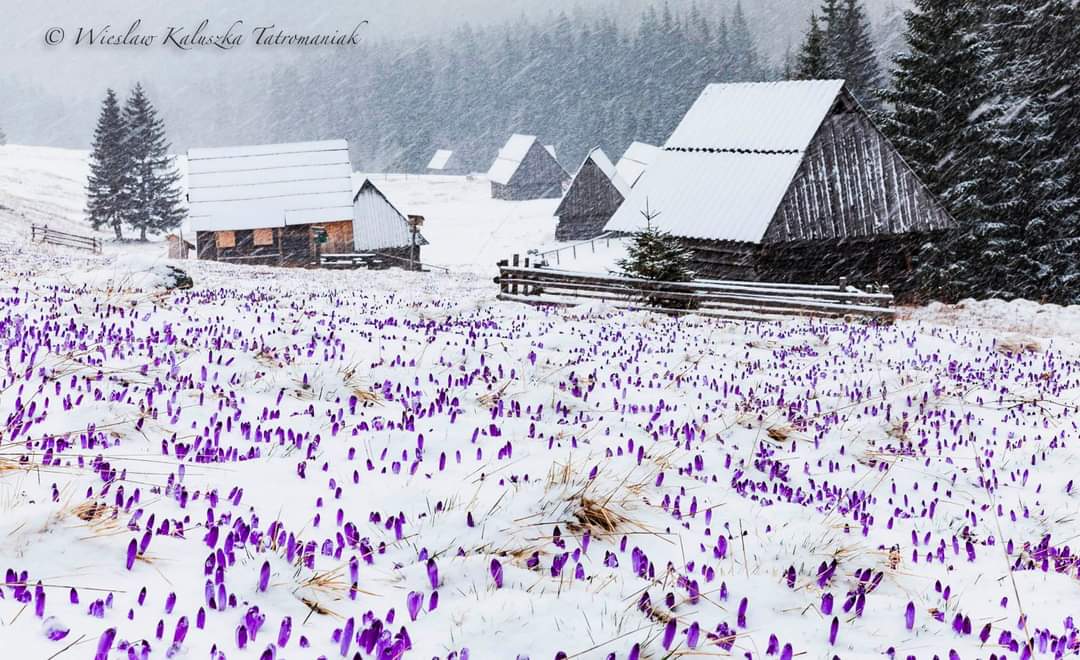 jakub8769's tweet photo. #tatry #mountines #snow #spring #flowers https://t.co/rKc03vwglW