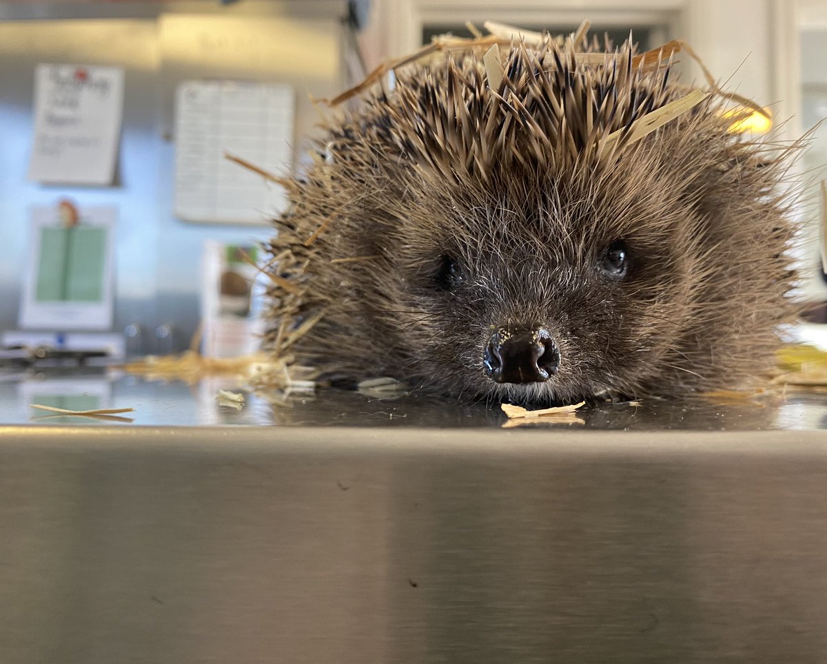 Many of our patients now the weather is improving are making their way out of the hospital. 

Pipistrelle has been out in a hutch for the last month getting ready for his release. Today he came in for his pre release checks which he passed! 

Well done Pipistrelle! 🦔♥️