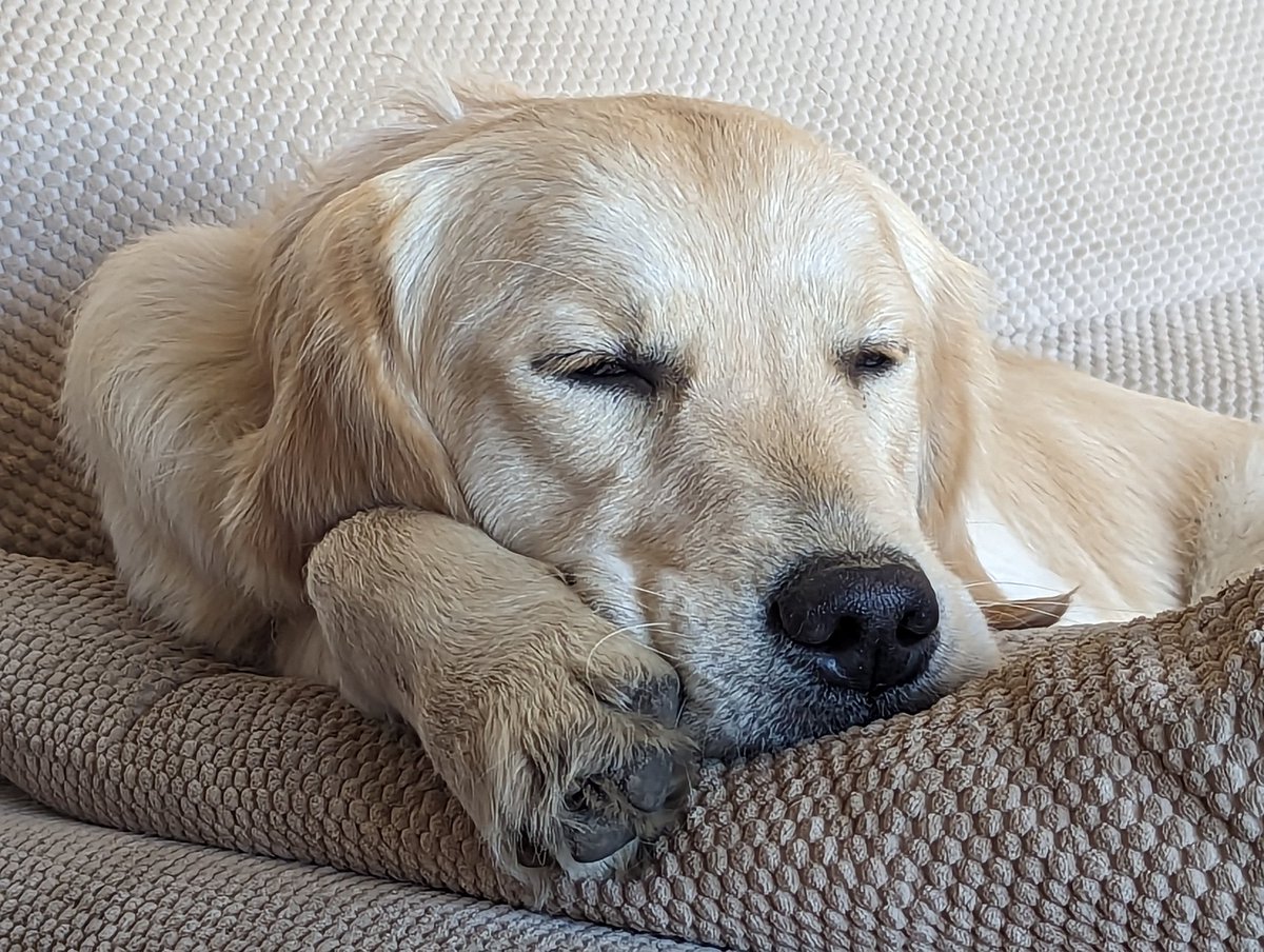 It's one of those days where I just can't seem to get going #dog