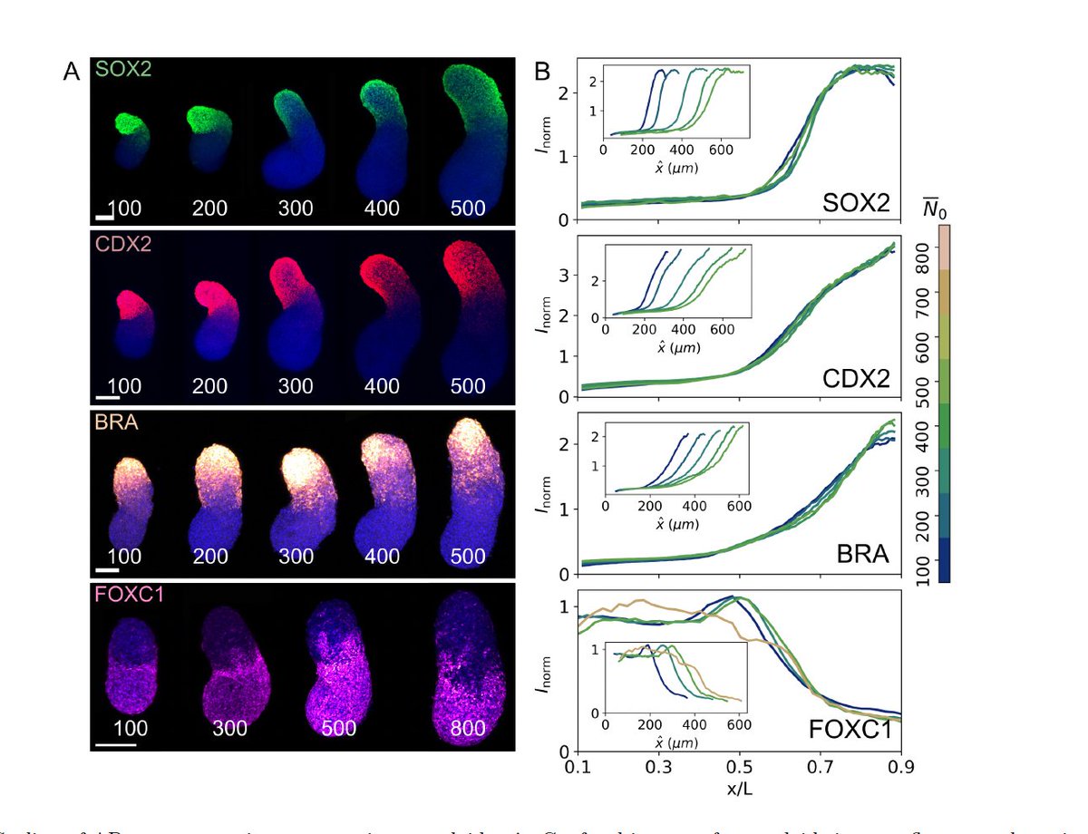 Alfonso Martinez Arias (@amartinezarias) on Twitter photo Remarkable reproducibility of #gastruloids, <a href="/gregorscience/">Thomas Gregor</a>; not only surprising precision but also scaling arxiv.org/abs/2303.17522. OK in a system w/ fixed boundary conditions (Bcd #Drosophila) but in a system that creates its own boundary conditions like #gastruloids? #BigQs Remarkable reproducibility of #gastruloids, <a href="/gregorscience/">Thomas Gregor</a>; not only surprising precision but also scaling arxiv.org/abs/2303.17522. OK in a system w/ fixed boundary conditions (Bcd #Drosophila) but in a system that creates its own boundary conditions like #gastruloids? #BigQs