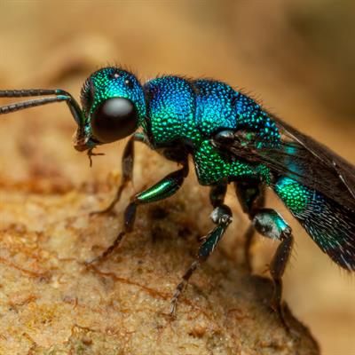 EOS Capri Meetings (@eoscapri2018) on Twitter photo A new Research Topic from <a href="/FrontPhysics/">Frontiers - Physics</a> has been launched!
Photonics in Nature: From Living Organisms to Bioinspiration.
Submit an abstract by 30 May 2023 and your manuscript by 30 November 2023!
#optics #photonics in #nature #biology #biophotonics
frontiersin.org/research-topic… A new Research Topic from <a href="/FrontPhysics/">Frontiers - Physics</a> has been launched!
Photonics in Nature: From Living Organisms to Bioinspiration.
Submit an abstract by 30 May 2023 and your manuscript by 30 November 2023!
#optics #photonics in #nature #biology #biophotonics
frontiersin.org/research-topic…