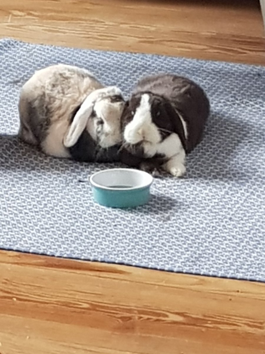 Falada78's tweet image. #everybunnyneedsomebunny
#animalsoftwitter