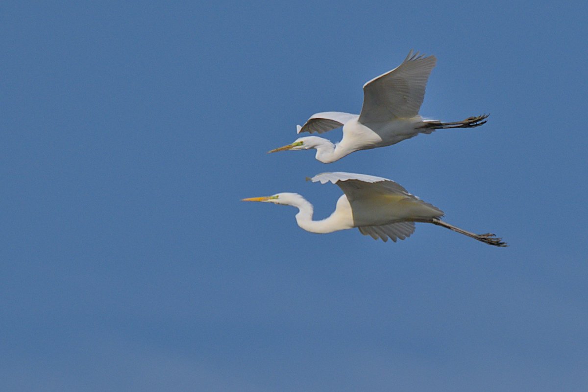 Hi #BirdTwitter👋, Happy #TwosDay!
These 2⃣ Great Egrets put on an aerial show earlier today. Would love to c ur frames w/ 2⃣ #birds in comments👇. Will RT all♻️!

#birding #birdlovers #birdwatching #birdinflight #birdphotography #BirdsOfTwitter #BirdsSeenIn2023 🇩🇪 #TwoforTuesday