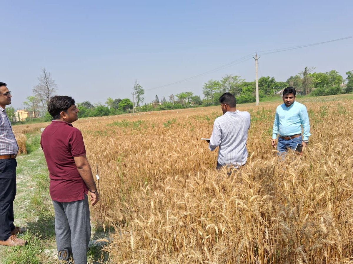 Soil Zn deficiency in Bihar reduces, both, wheat grain yield and grain Zn content, field vis Central Agriculture Uni (Pusa Bihar) to see the performance of a panel of biofortified wheat varieties @GeochemAnder @edward_joy1 @martinbroadley @mnd_support @CSISA-Bihar@HarvestPlus