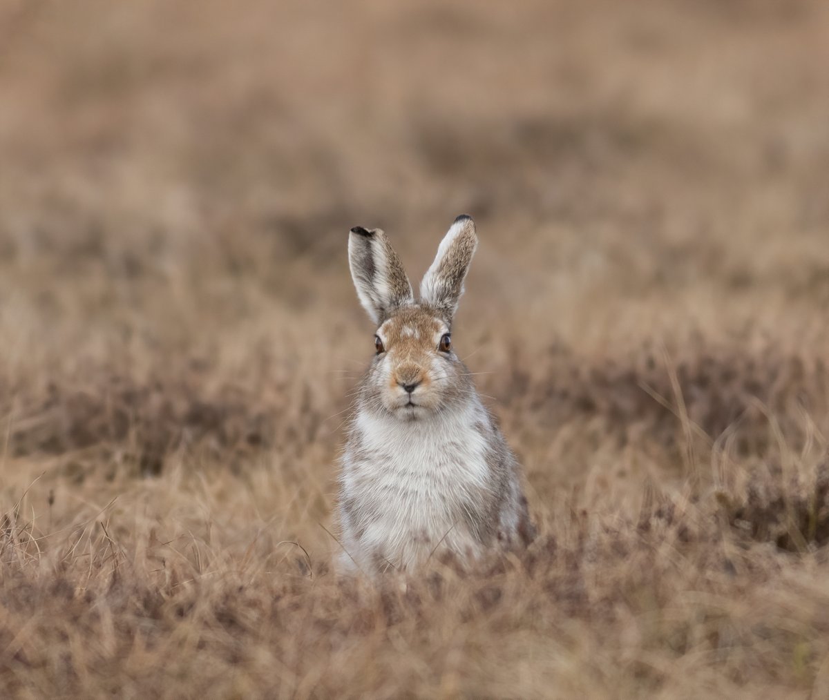 Mountain  hare. It's the peak of the breeding season at the moment, so these normally nocturnal animals are more active in the day than usual. #WildlifePhotographer #Nature #MountainHare #UKWildlife #BBCSpringWatch #NaturePhotography #PeakDistrict #DarkPeaks #mycanon