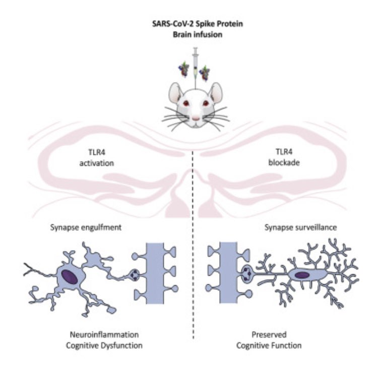 “We also show that neuroinflammation and hippocampal microgliosis mediate Spike-induced memory dysfunction via complement-dependent engulfment of synapses” This also occurs in HIV patients called, HIV Associated Neurological Decline (#HAND)