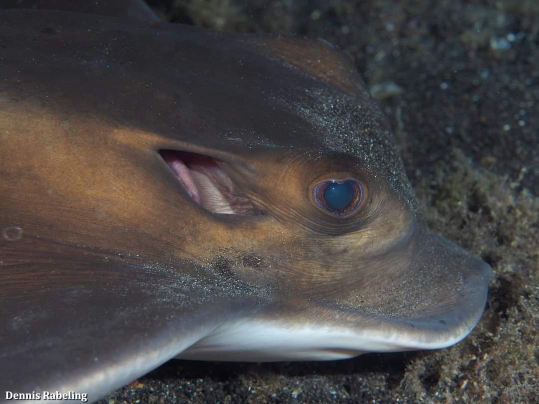 For me, #Eagle Rays are one of the most elegant rays in the ocean. I think for me it is the way they swim.
In the #Canary Islands we have what you can see in the photo, the Common Eagle #Ray (Myliobatis aquila) and the Bull Ray or Duckbill Eagle Ray (Aetomylaeus bovinus). 🦅