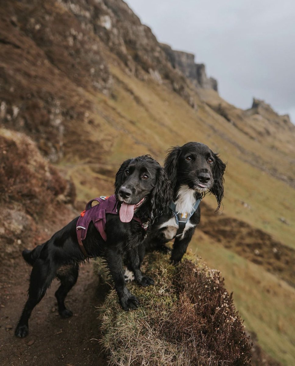 Happy #tongueouttuesday 😜🐾