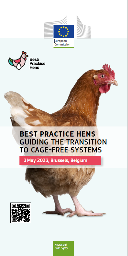 Best Practice Hens tweet media