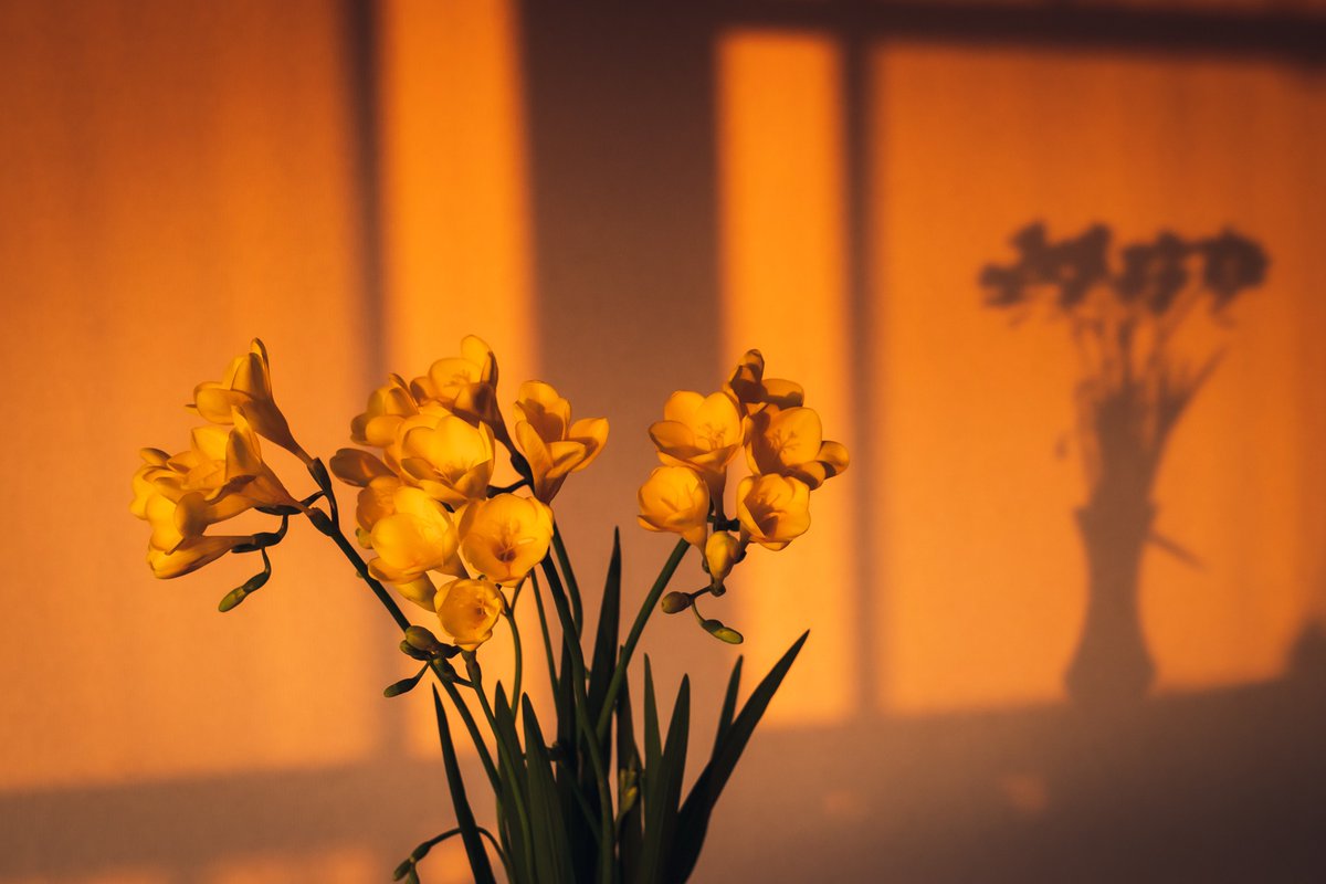 16k_ohana's tweet photo. 🌇💐✨
#フリージア
#photography
#SunsetFlower https://t.co/TBEUSrus2v