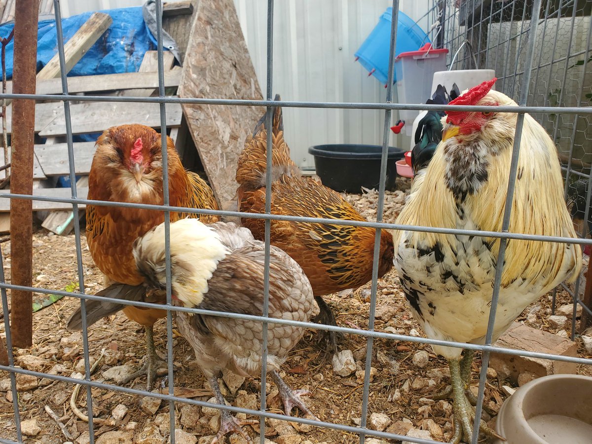 RareyDairy's tweet photo. #GoodMorning from my friends @Controltowerst1 Garden chickens 🌿 Alex has some of the prettiest hens & cocks around! 🐔🐥🥚
#naturalgardening #easteregger #hen #Cockrell #organic #organicgardening #eggs #eggshortage https://t.co/Xgelr5odJR