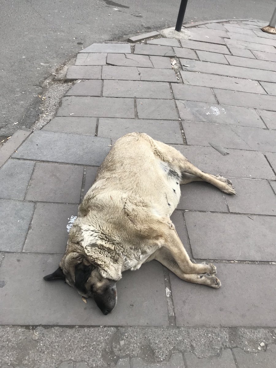 Burası,ankar hastane metrosu,hiçbir kontrolu yapılmamış,hamile köpek..kısırlaştırma yapılsa iyi olur..!!!