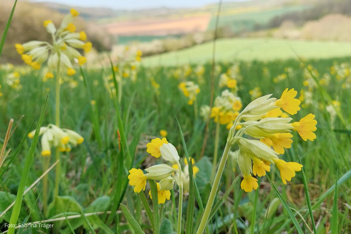 Sie ist klein, gelb und der Star eines eines neuen europäischen Forschungsprojekts, an dem auch die #UniHalle beteiligt ist: die Echte Schlüsselblume. Was es damit auf sich hat, erfahrt ihr hier: mlu.de/bbe4i