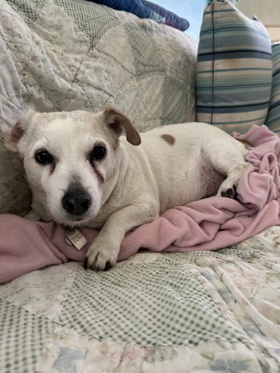 Sheri Peters / Tori🌈 tweet media