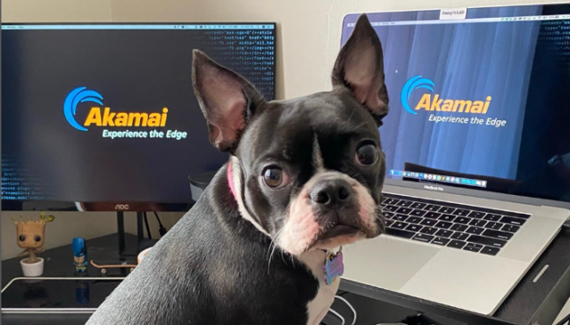 claytonssantos's tweet photo. 🏠 Did your pet ever look at you like this? Our employee's pets do not have to worry about their owners not being around them and working only from the office. Read more here: @Akamai #FlexibleWorking #HybridWorking #FlexBase https://t.co/CzFGNSTZVF https://t.co/OHK2mLDc3i