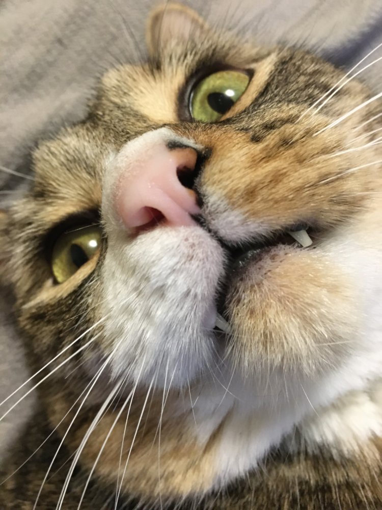 Suw's tweet photo. I've added new subsections for my fiction and essays, so you can now subscribe only to the bits of Word Count that you're interested in! 

Finally Copurrnicus shows off his fang, which he chipped because he hadn't realised that glass is solid. 

https://t.co/n5PCBbl8Zt 🧵 https://t.co/TuhD41FaSn